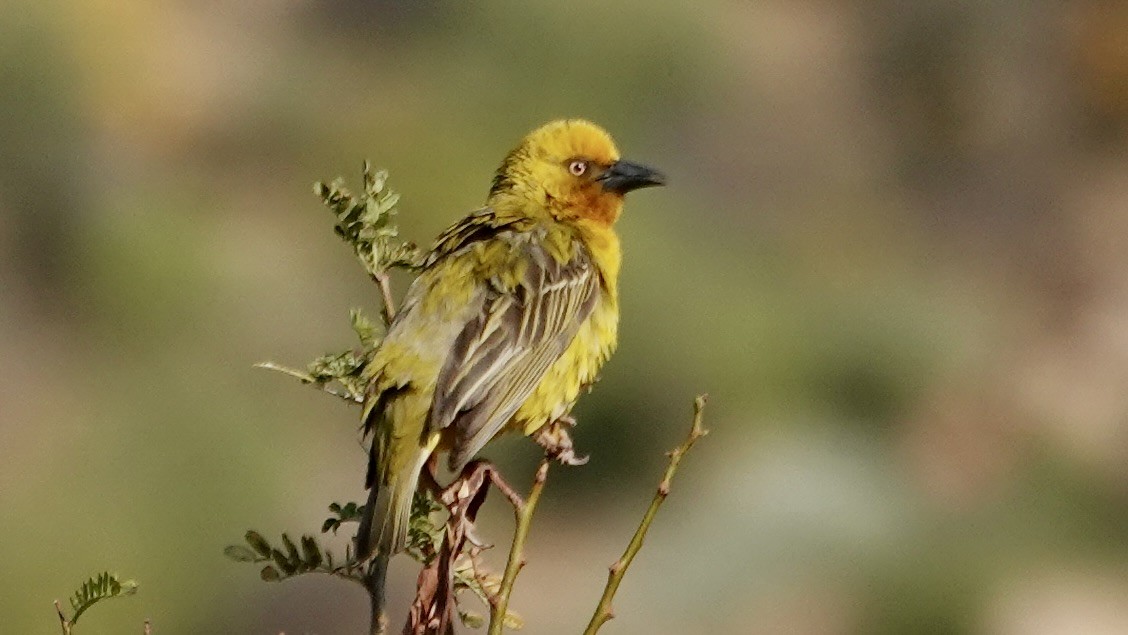 Cape Weaver - ML643048631