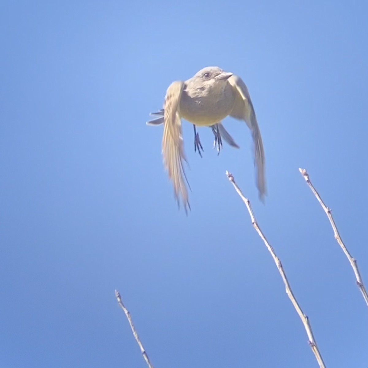 Cassin's Kingbird - ML643048633