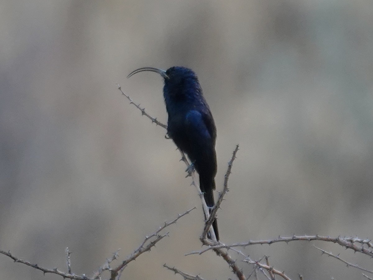 Common Scimitarbill - ML643048642