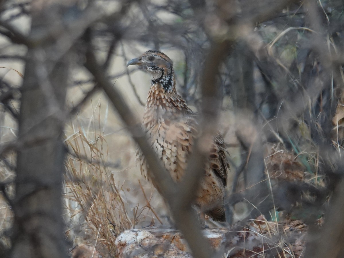 Orange River Francolin (Orange River) - ML643048646
