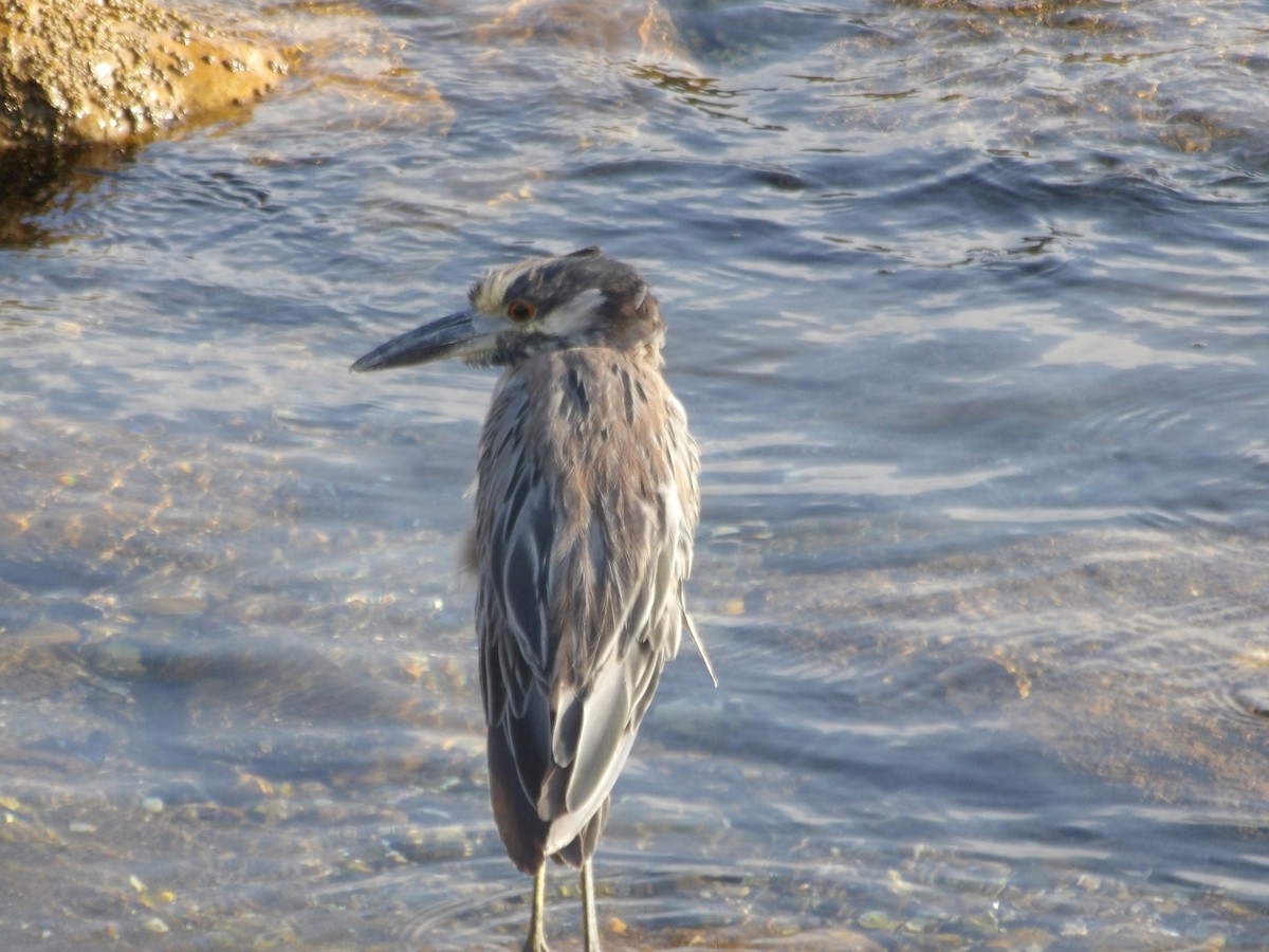 Yellow-crowned Night Heron - ML643048647