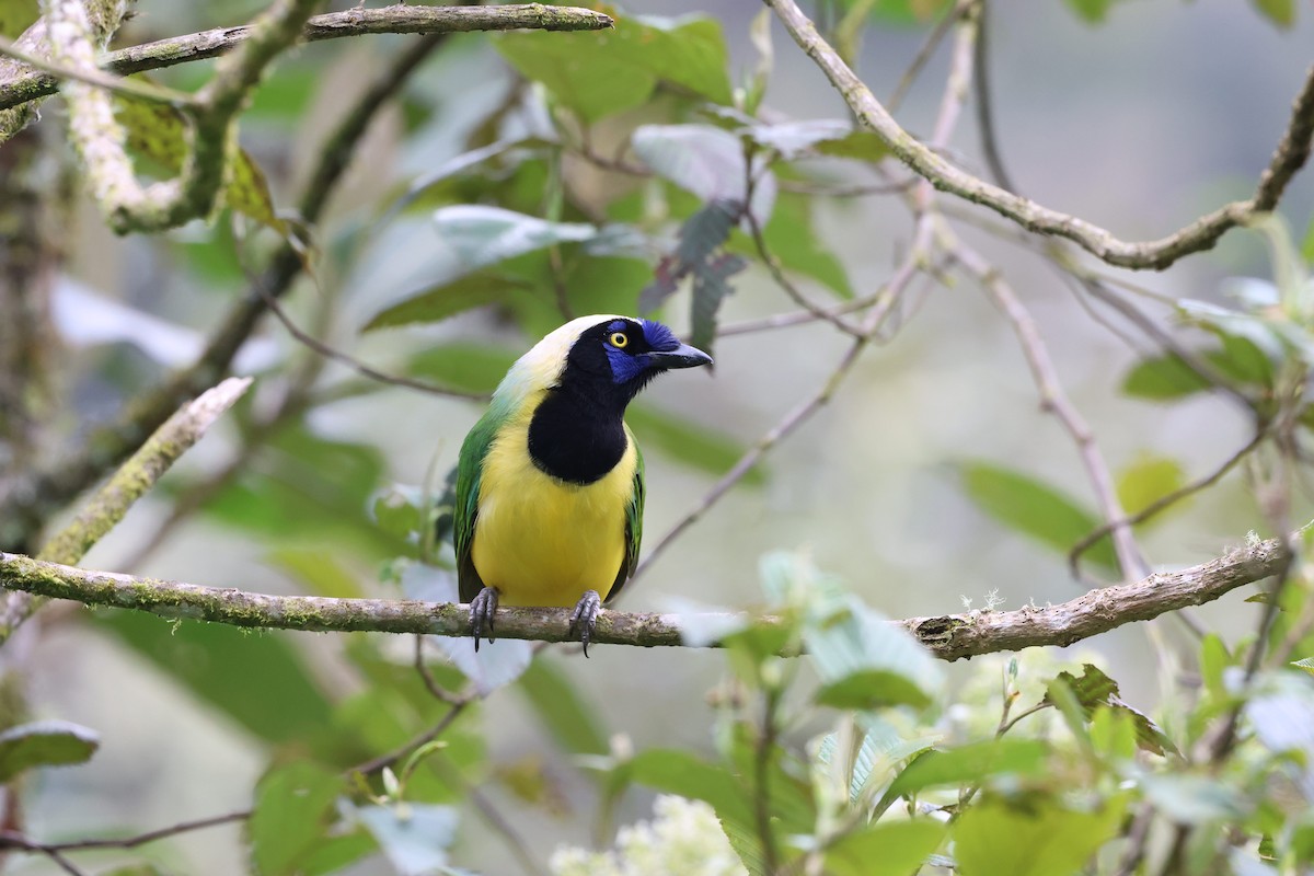 Green Jay (Inca) - ML643048650