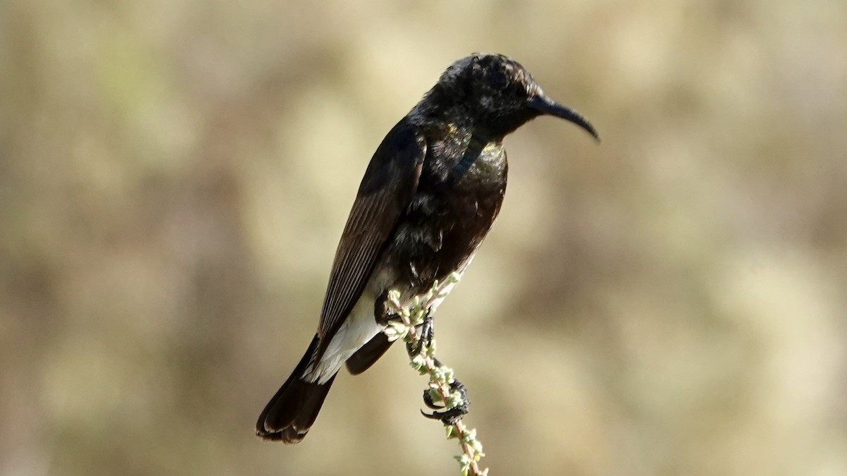 Dusky Sunbird - ML643048666
