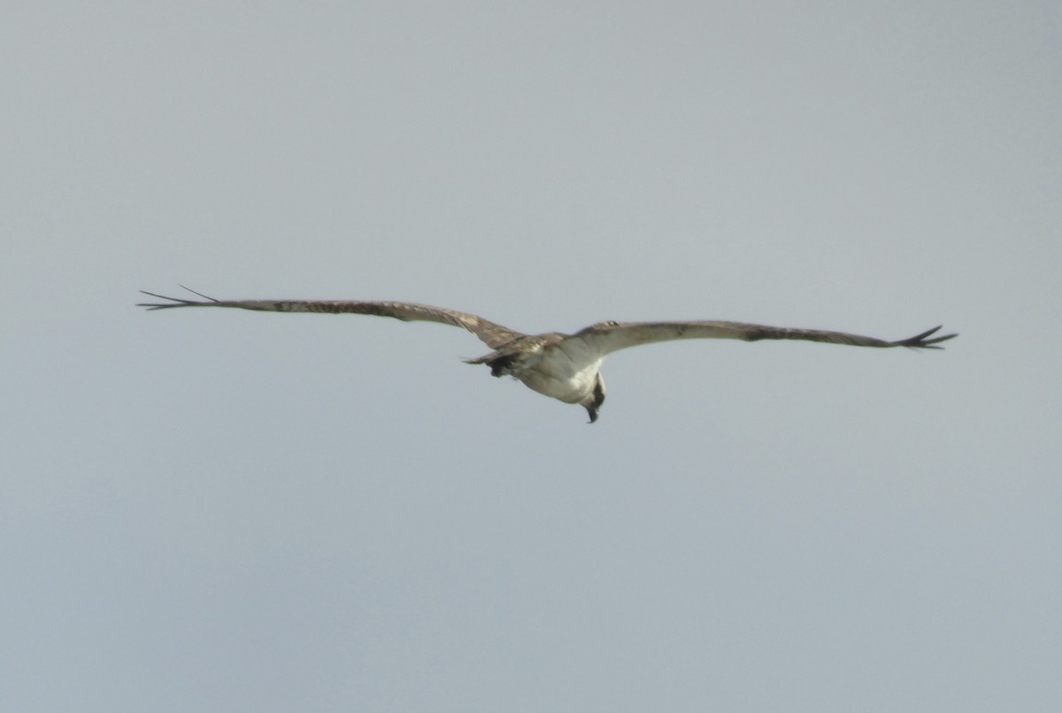 Osprey - ML643048669