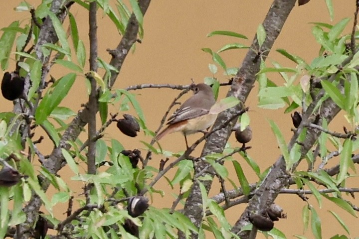 Common Redstart - ML643048670