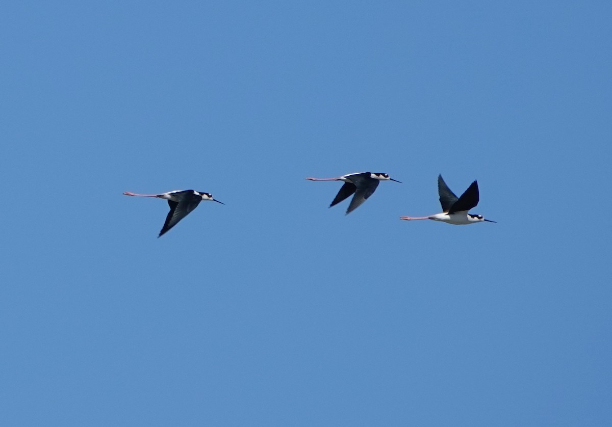 Black-necked Stilt - ML643048676