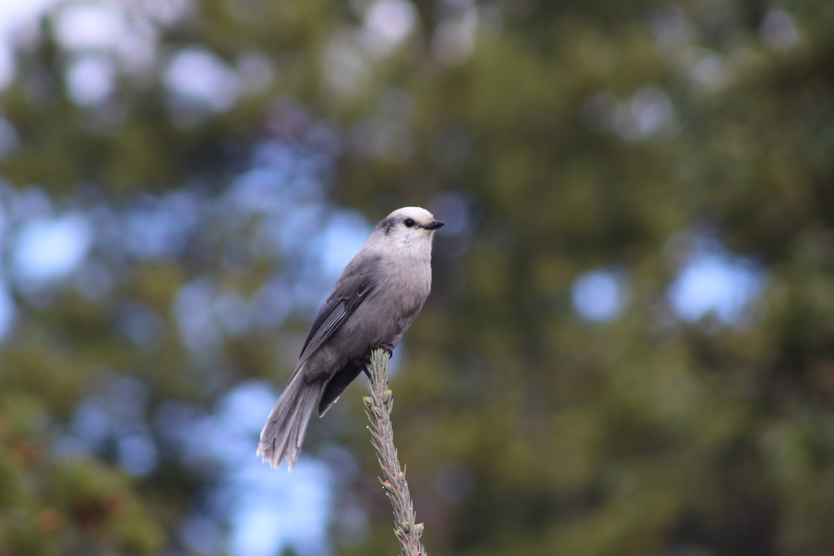 Canada Jay - ML643048679