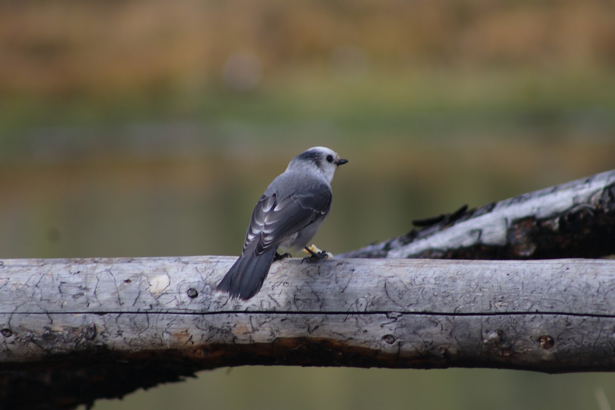 Canada Jay - ML643048681