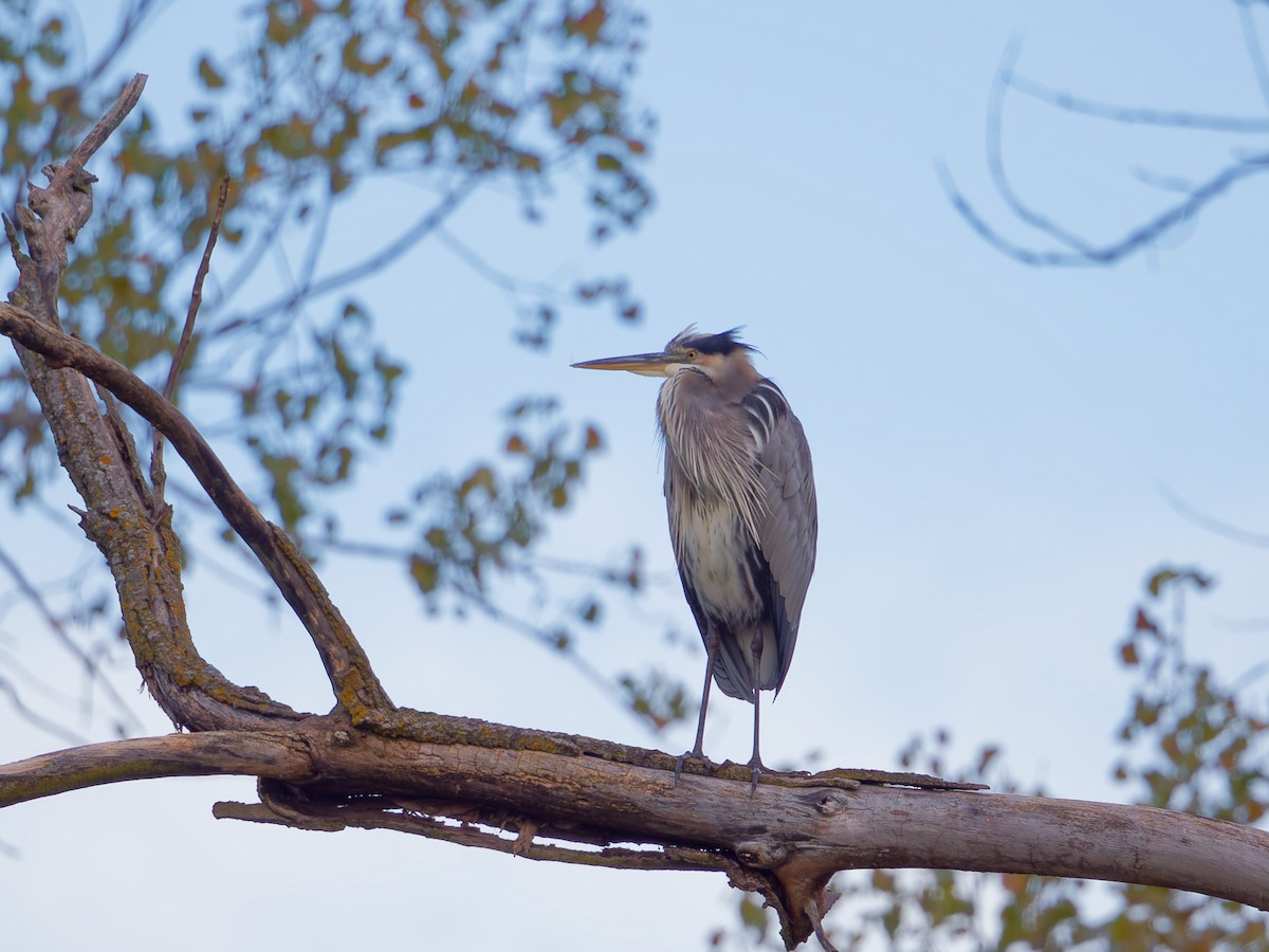 Great Blue Heron - ML643048687