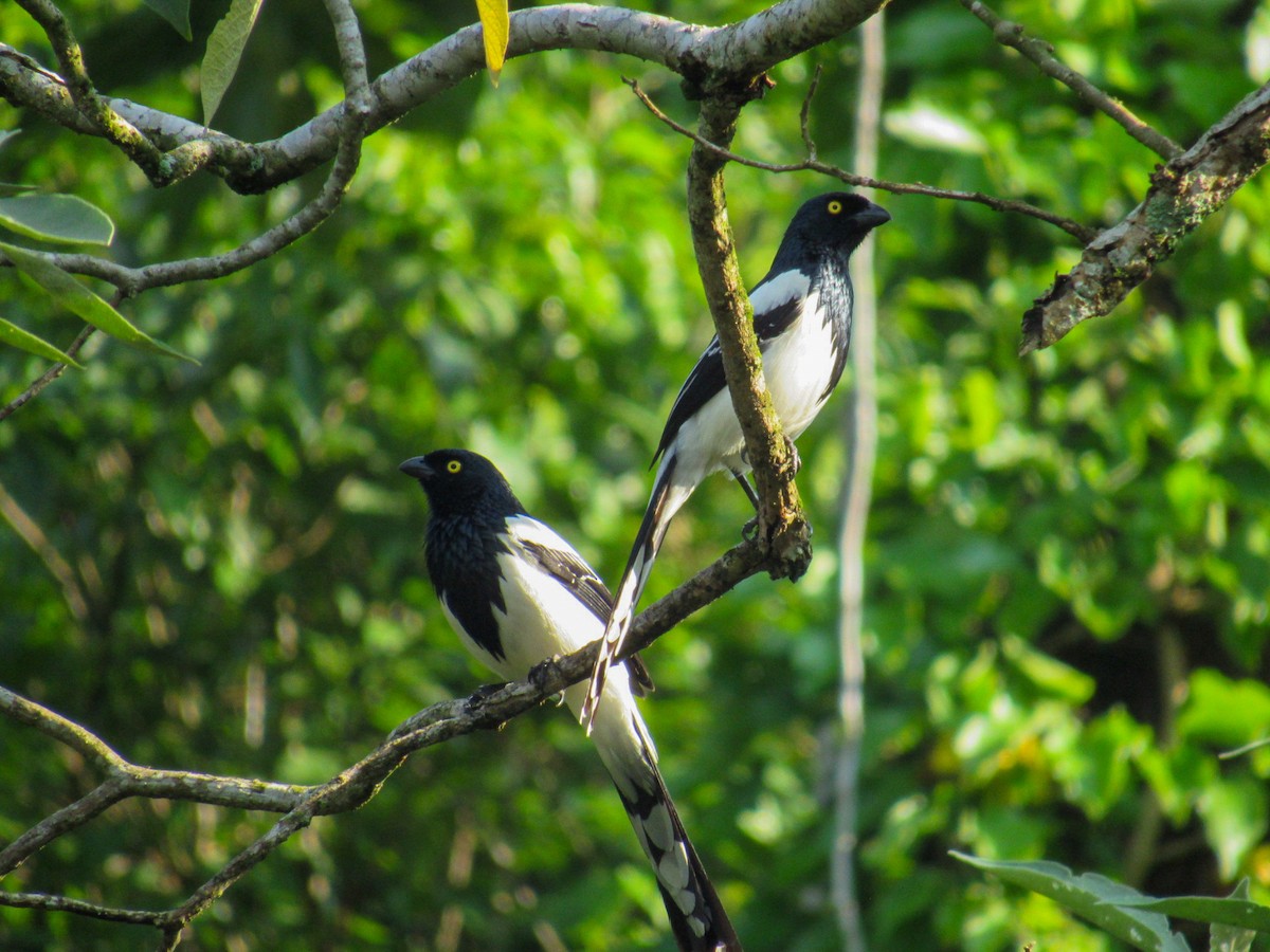 Magpie Tanager - ML643048701