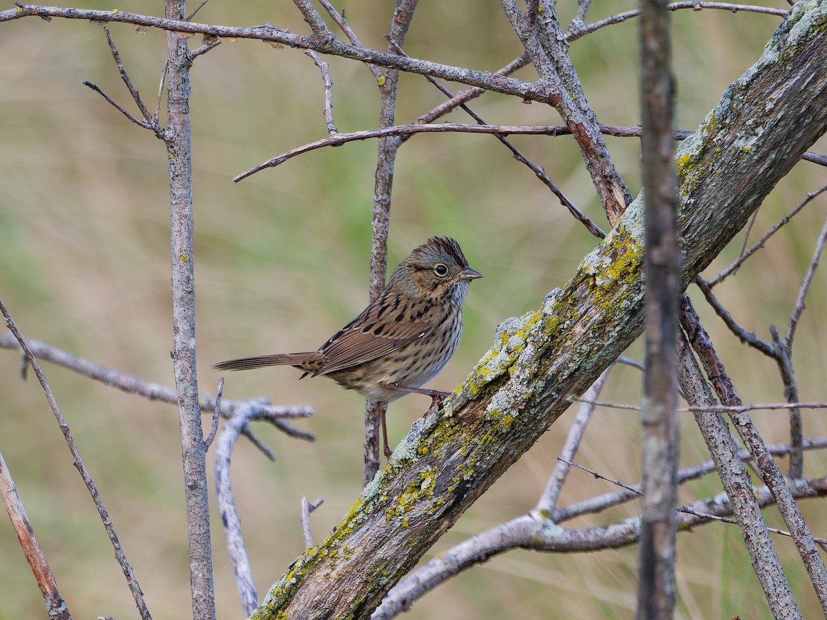 Lincoln's Sparrow - ML643048703