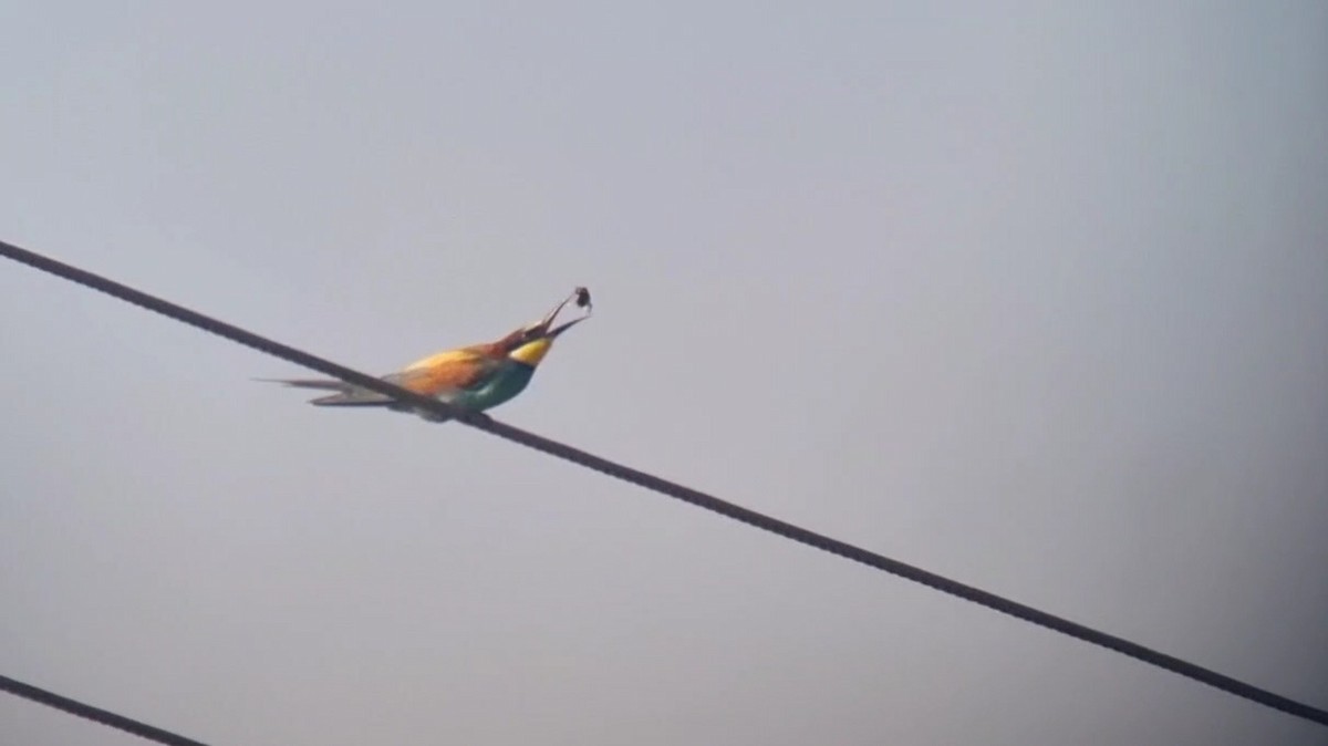 European Bee-eater - Sam  O'Donnell