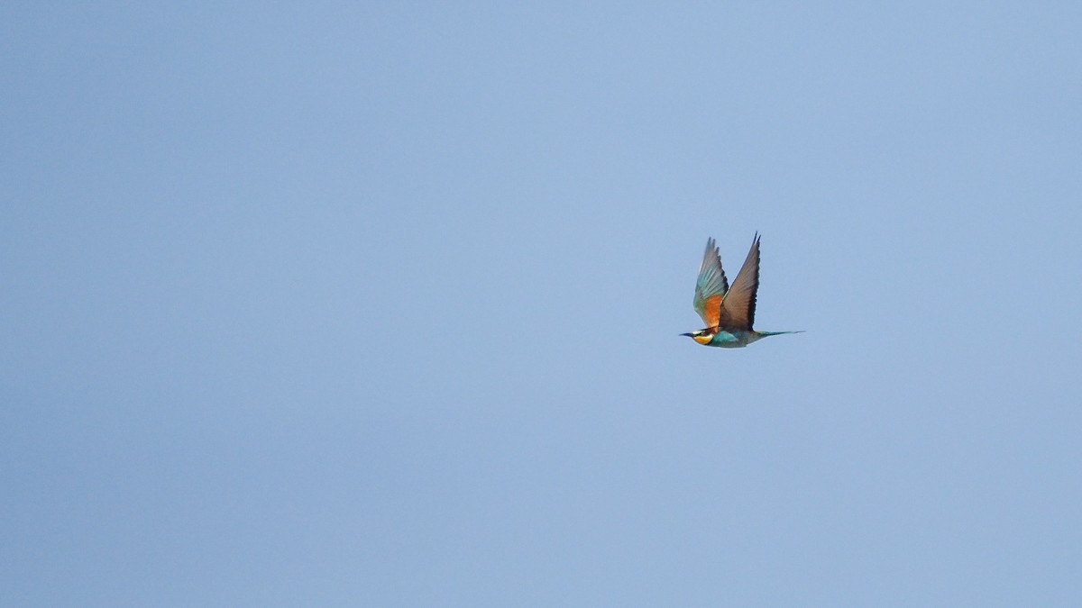 European Bee-eater - Sam  O'Donnell