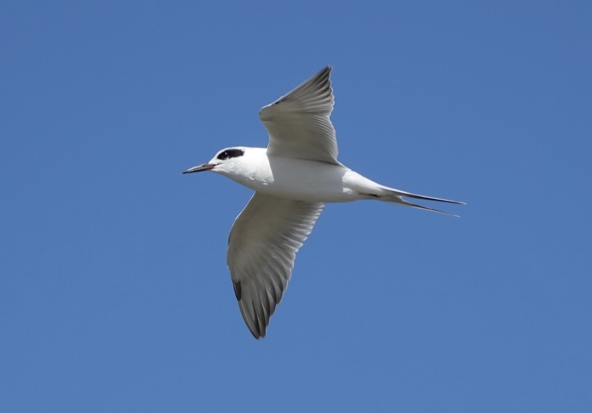 Forster's Tern - ML643048709