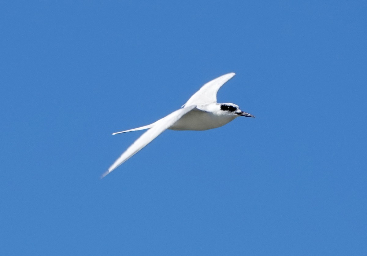 Forster's Tern - ML643048710