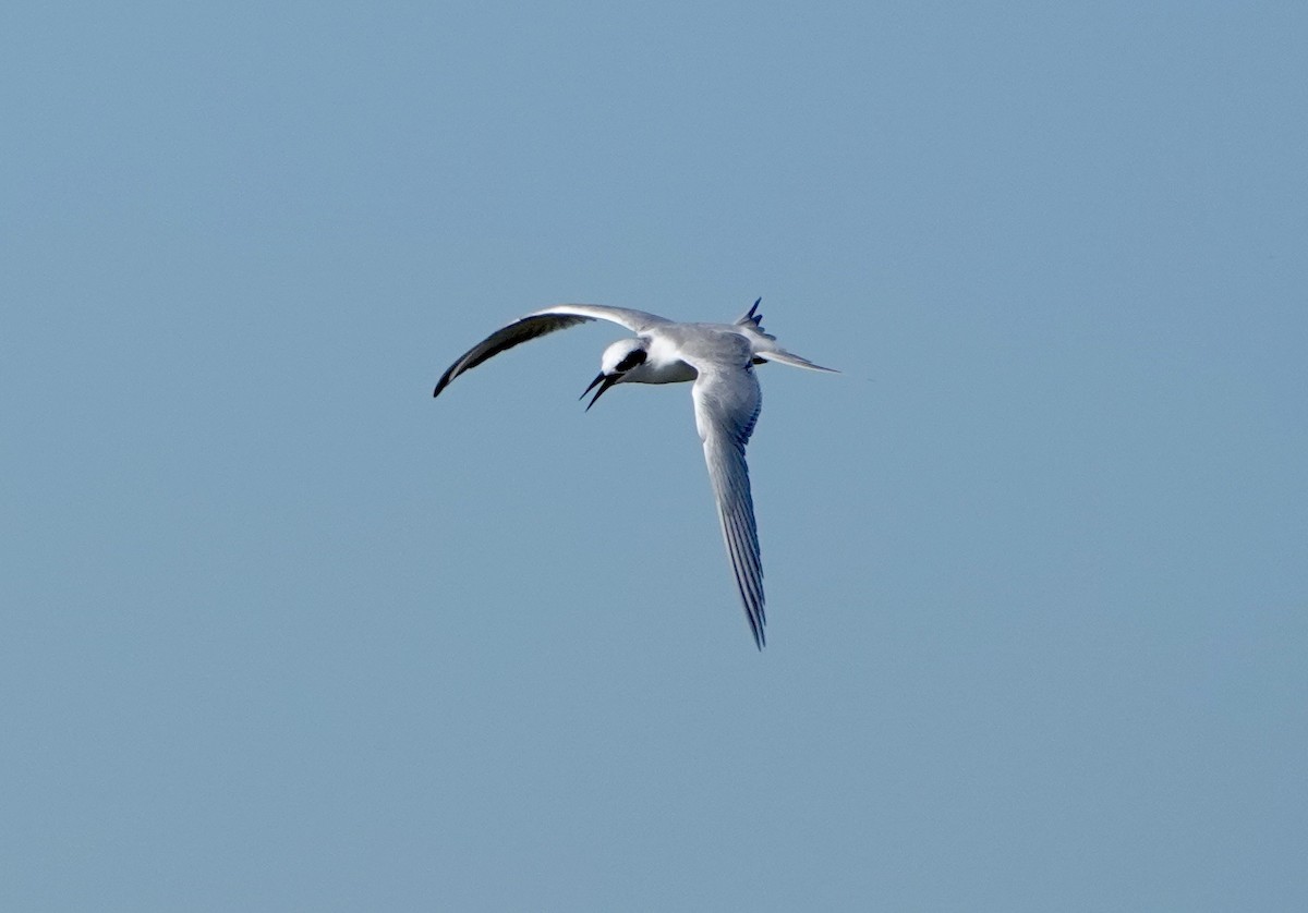 Forster's Tern - ML643048711