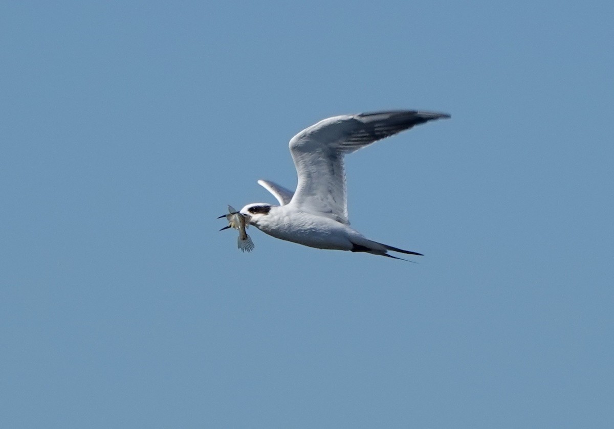 Forster's Tern - ML643048712