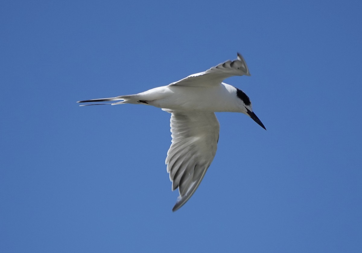 Forster's Tern - ML643048713