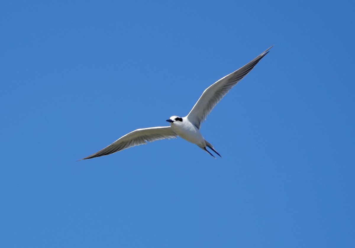 Forster's Tern - ML643048714