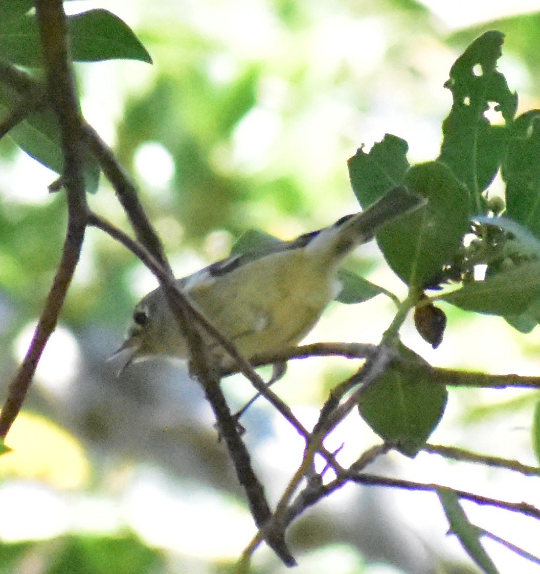 Hutton's Vireo - ML643048726