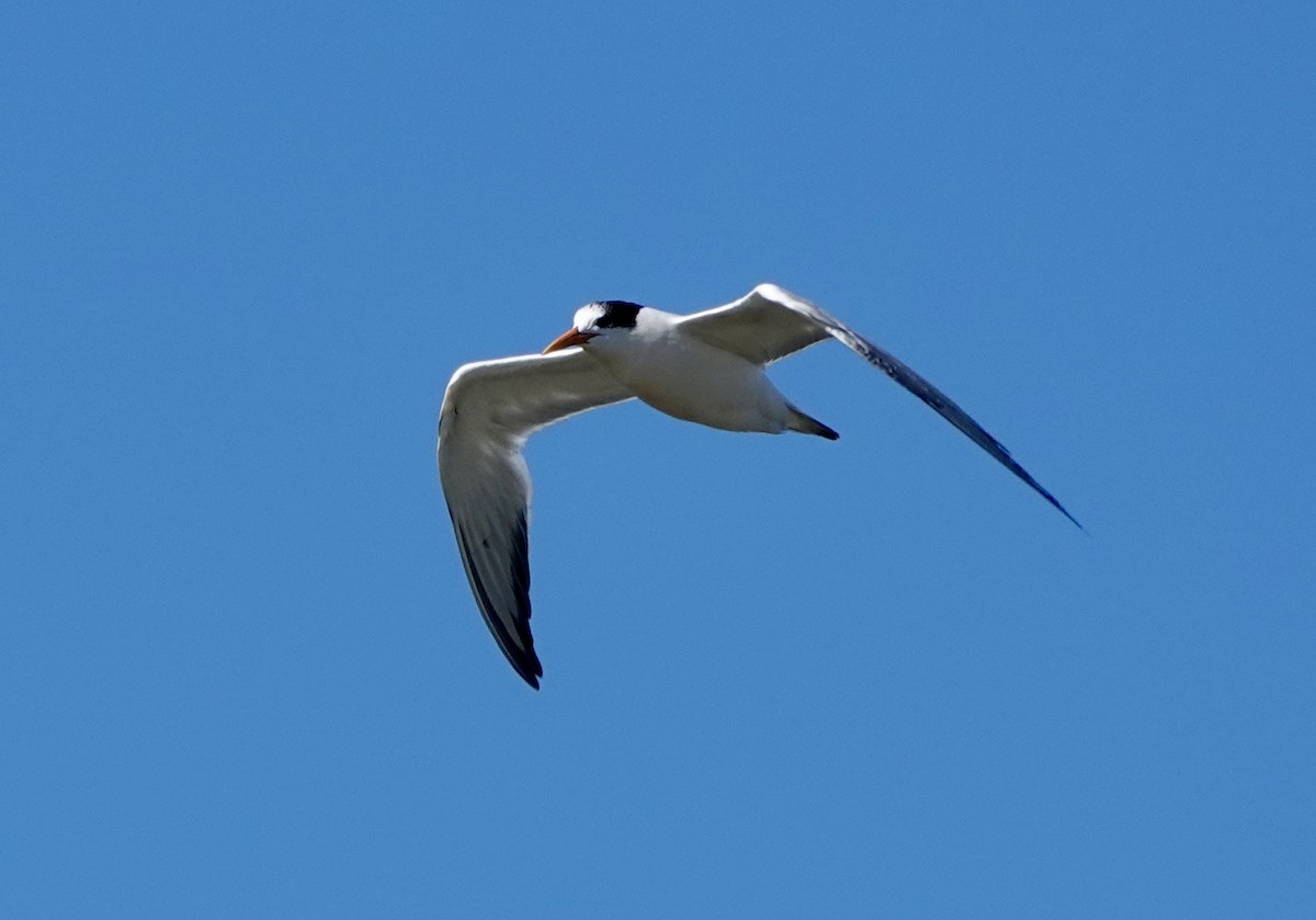 ユウガアジサシ - ML643048729