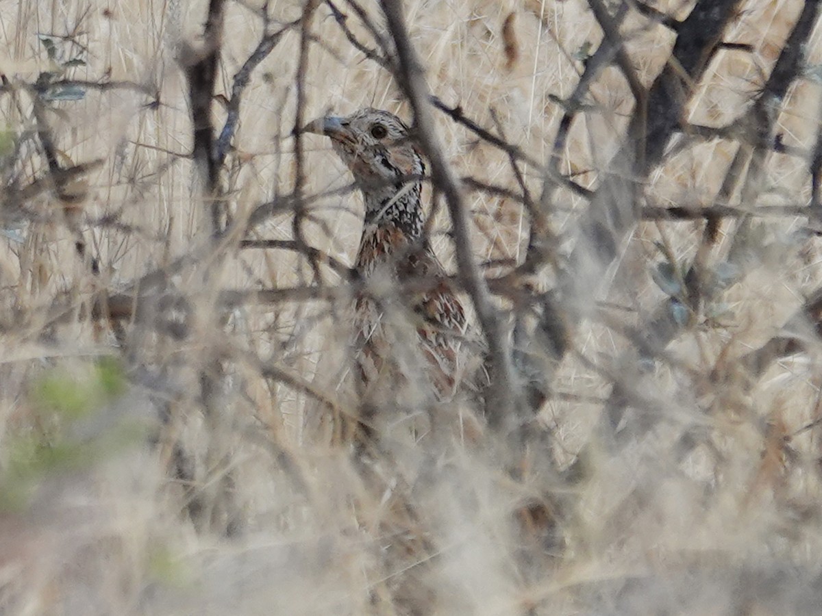 Orange River Francolin (Orange River) - ML643048734