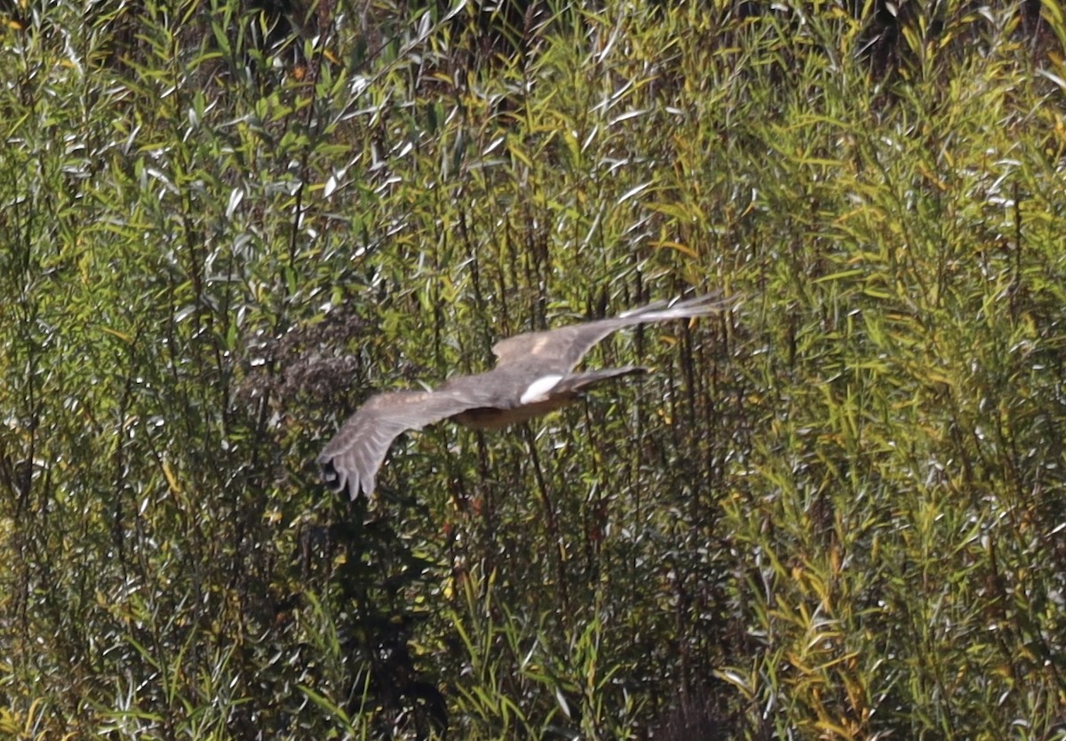 Northern Harrier - ML643048735