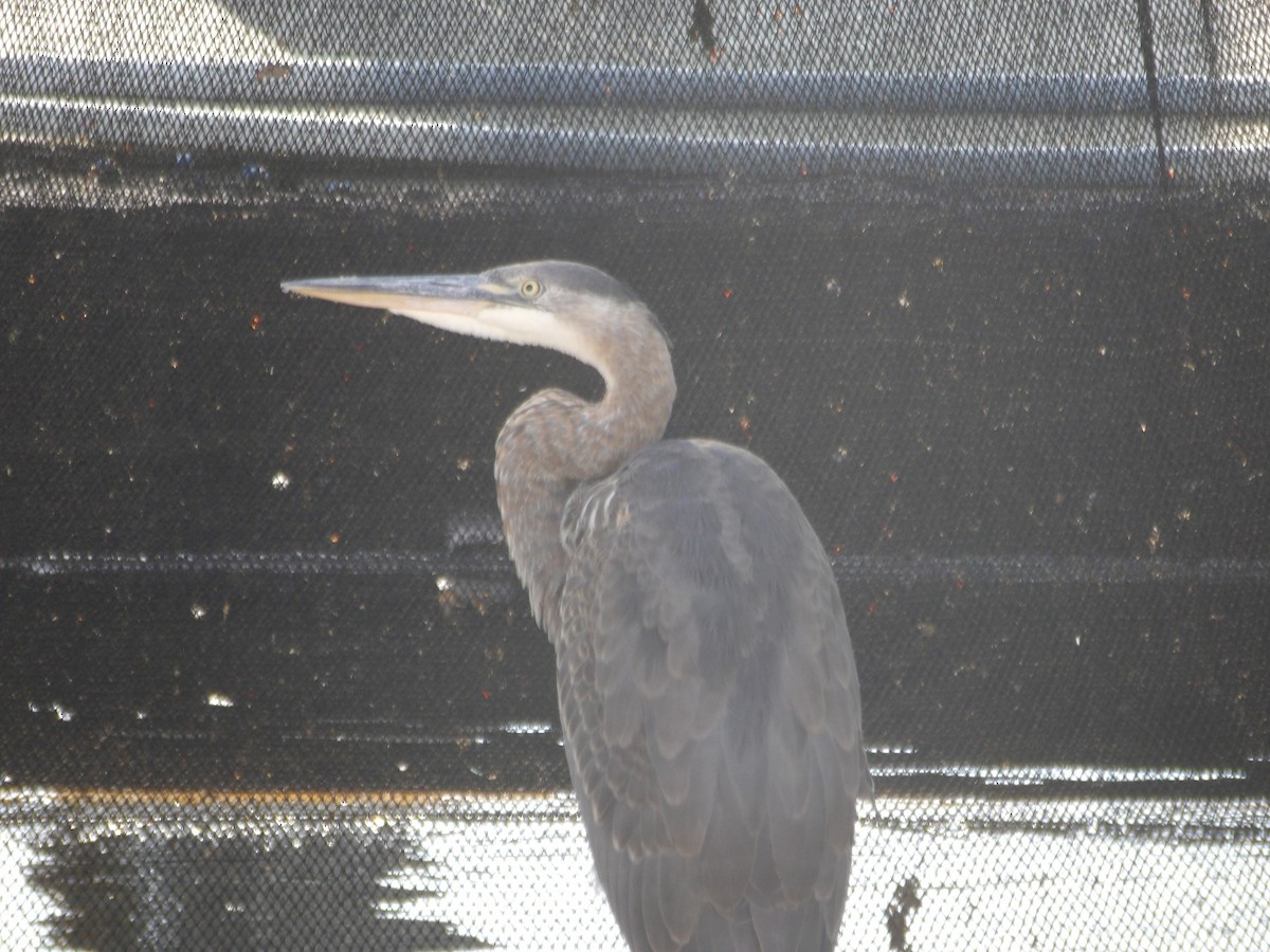 Great Blue Heron - ML643048744