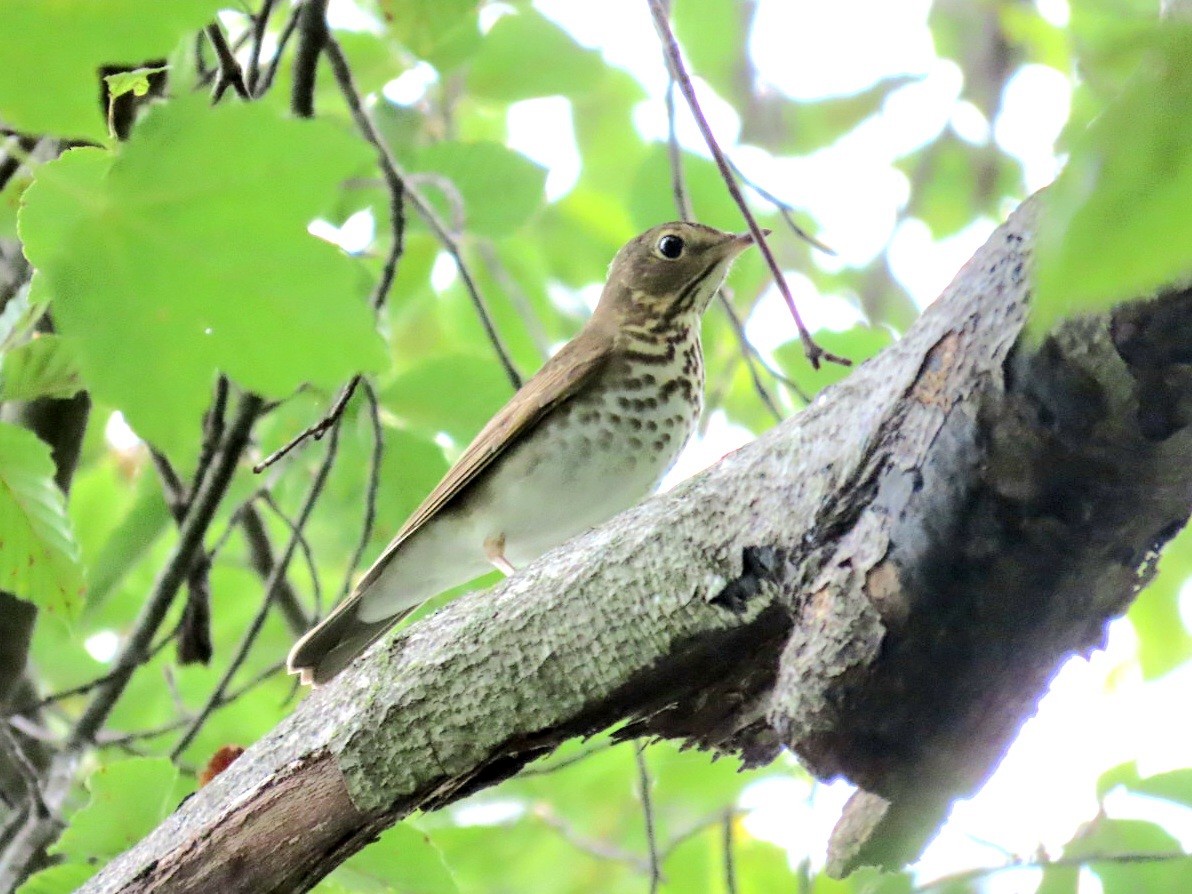 Swainson's Thrush - ML643048751