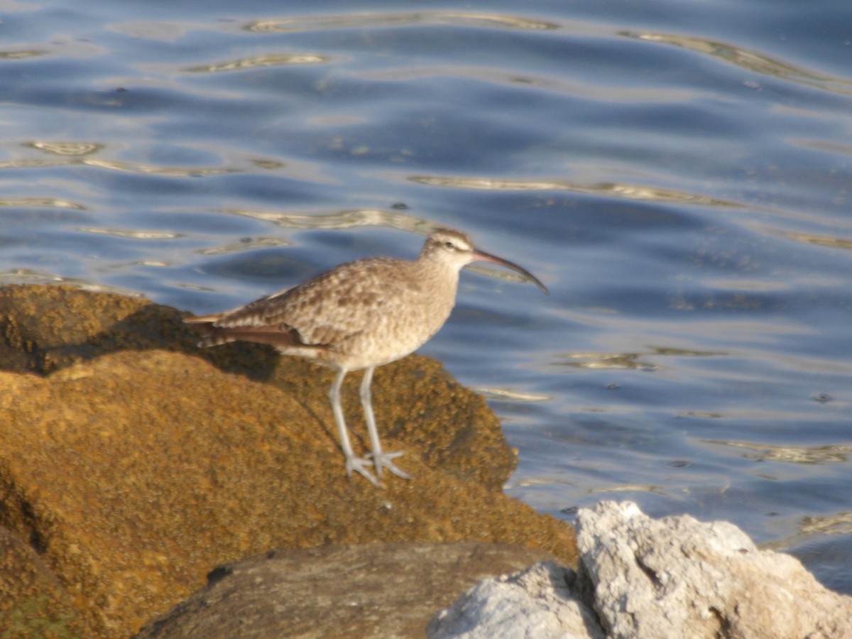 Whimbrel - ML643048756