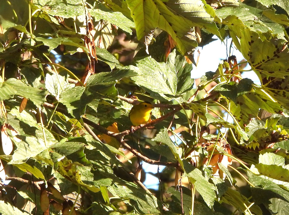Wilson's Warbler - ML643048811