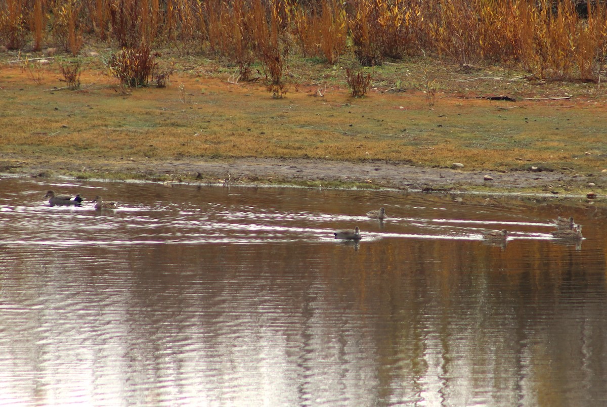 Бор нугас - ML643048819