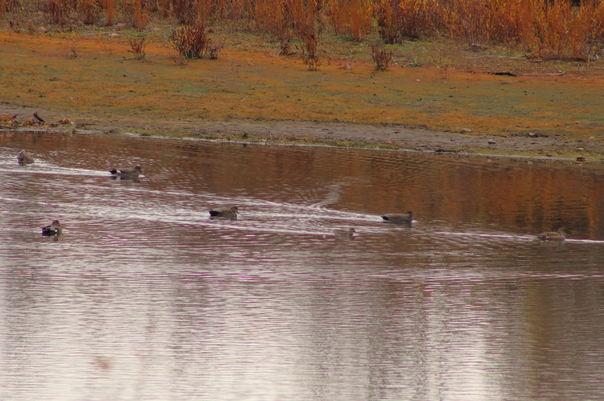 Бор нугас - ML643048820