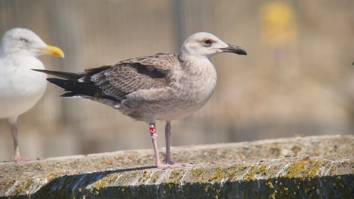 Caspian Gull - ML643048828
