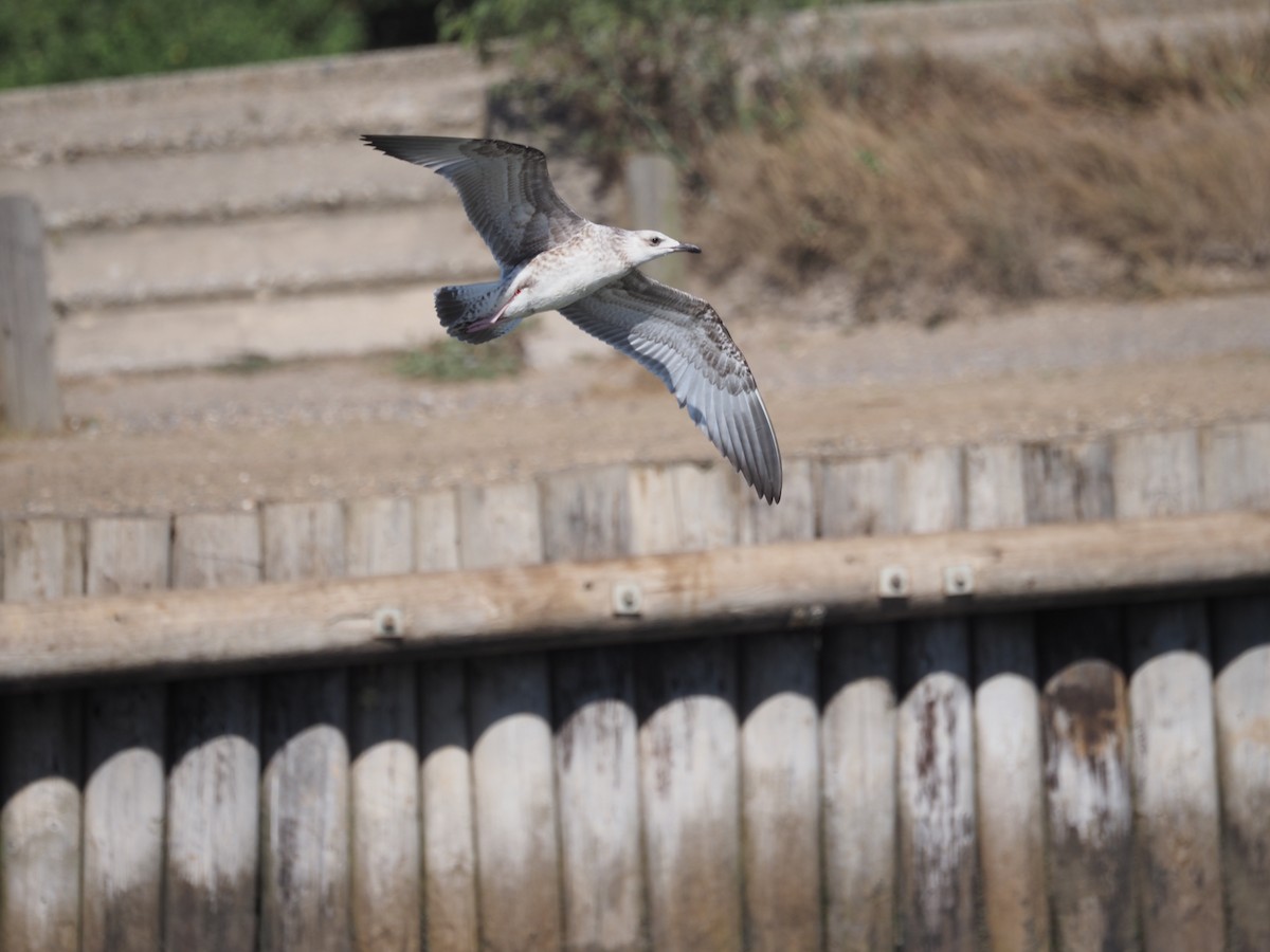 Caspian Gull - ML643048829