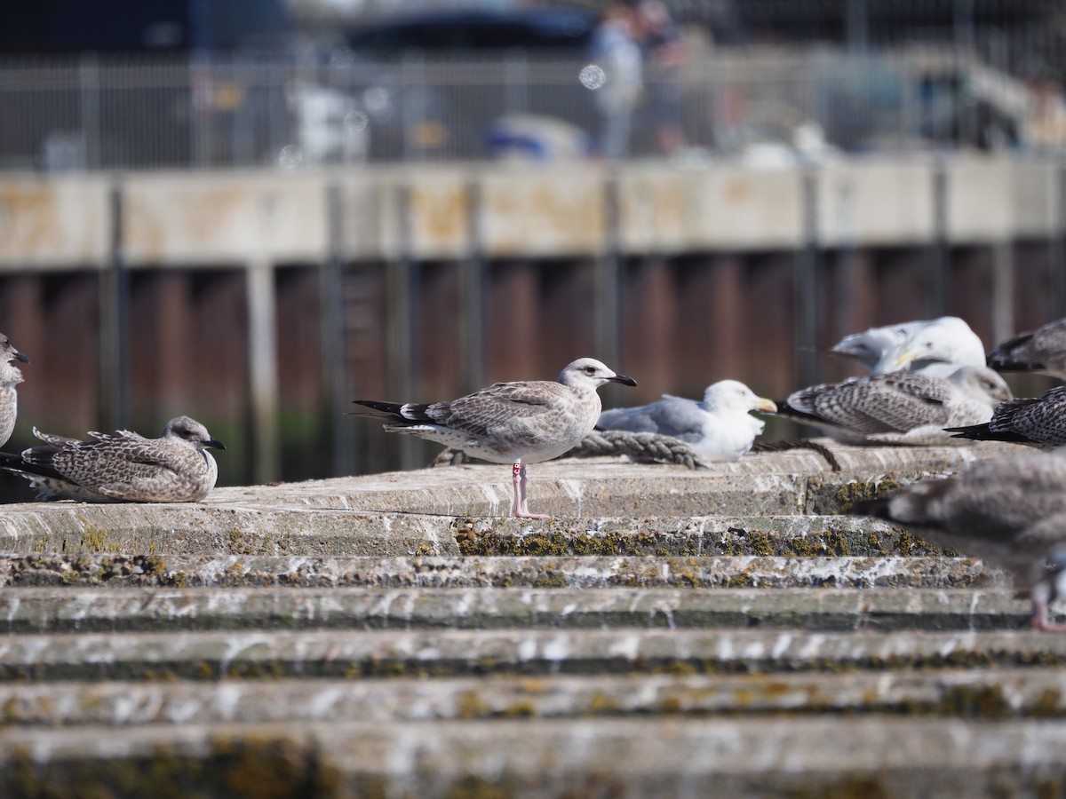Caspian Gull - ML643048830