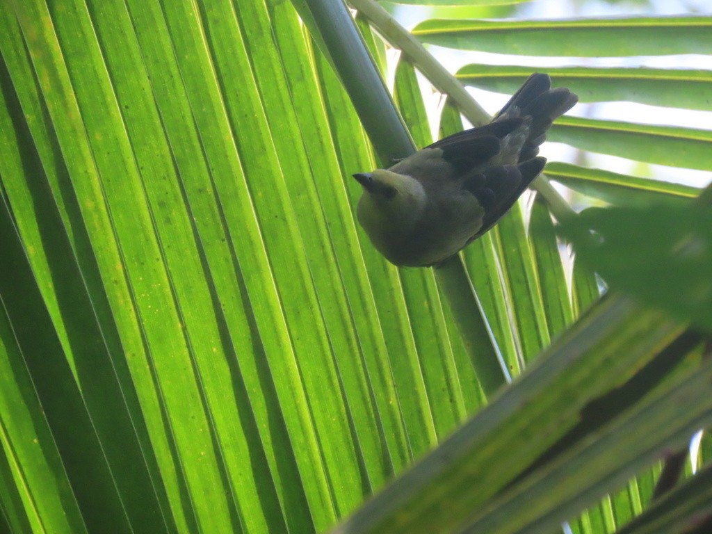 Palm Tanager - ML643048837