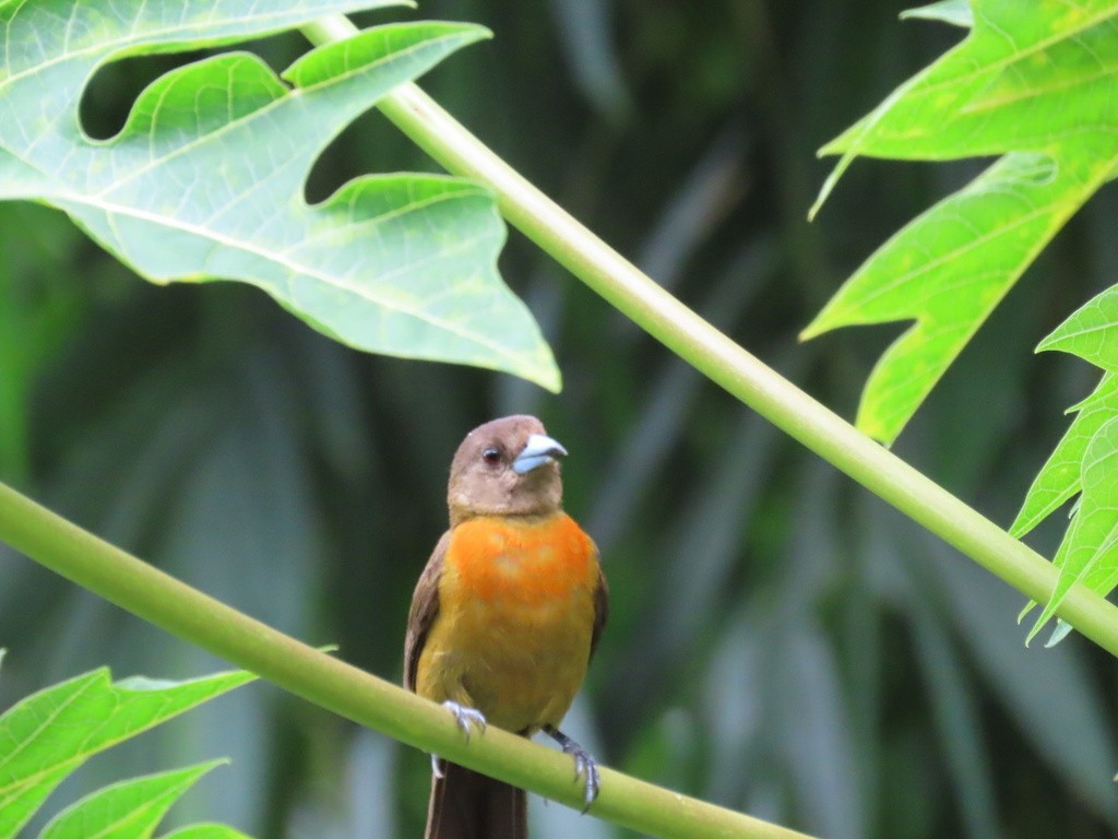 コシアカフウキンチョウ - ML643048852