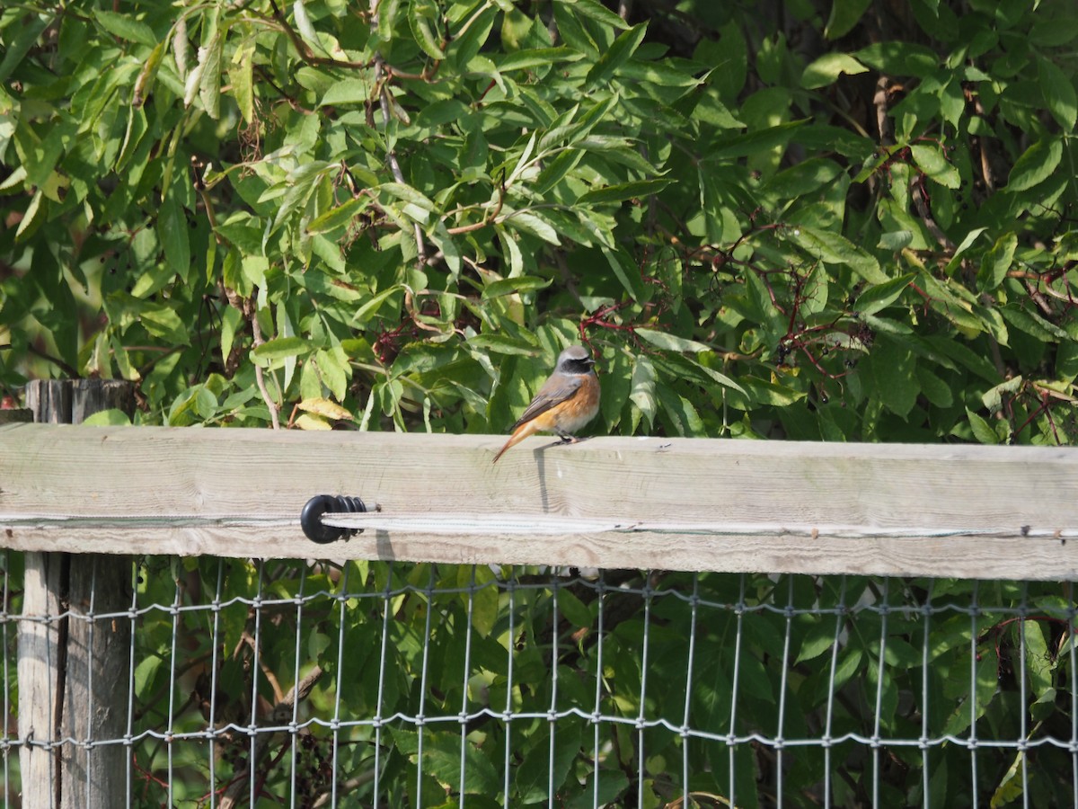 Common Redstart - ML643048853
