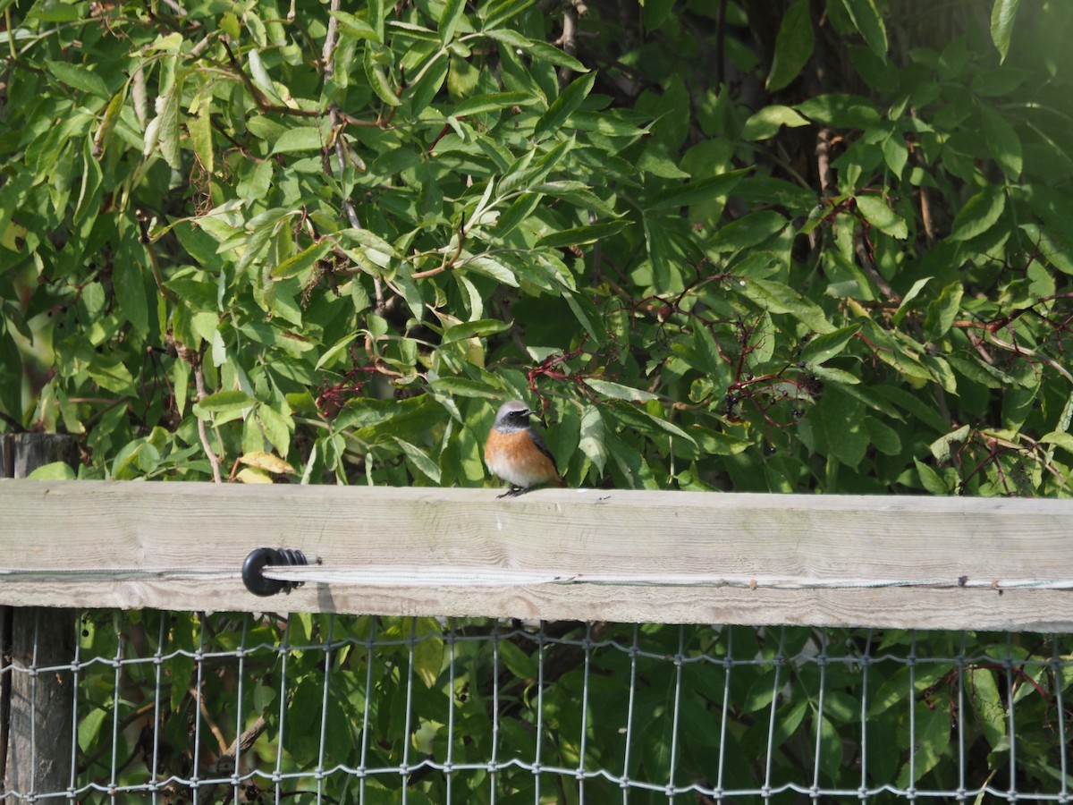 Common Redstart - ML643048854