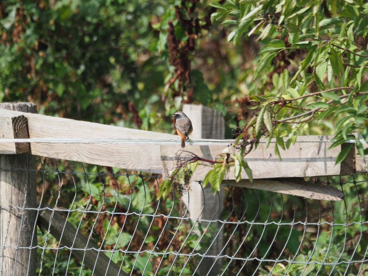 Common Redstart - ML643048855
