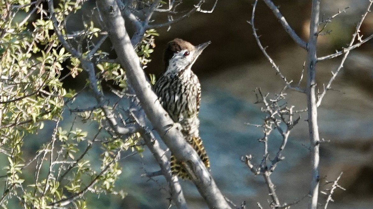 Cardinal Woodpecker - ML643048861