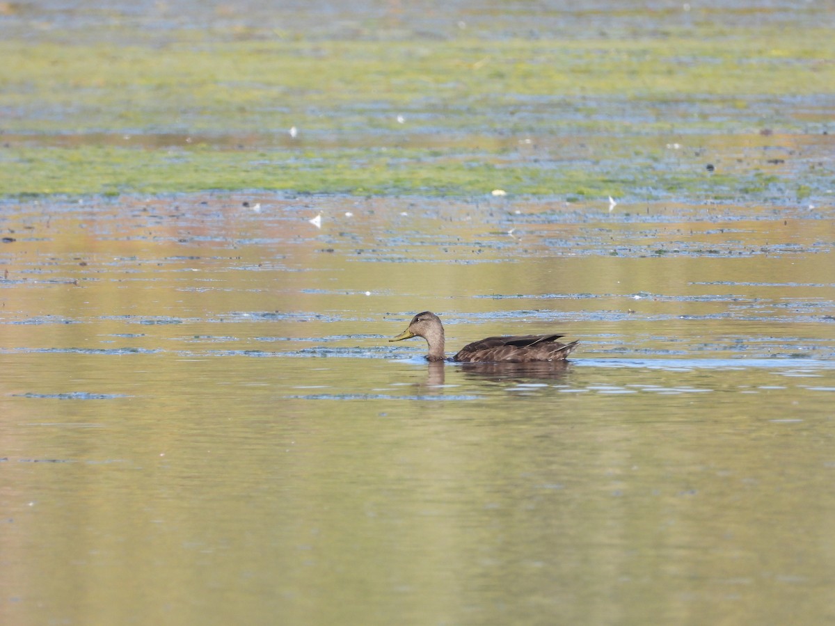 American Black Duck - Serge Benoit