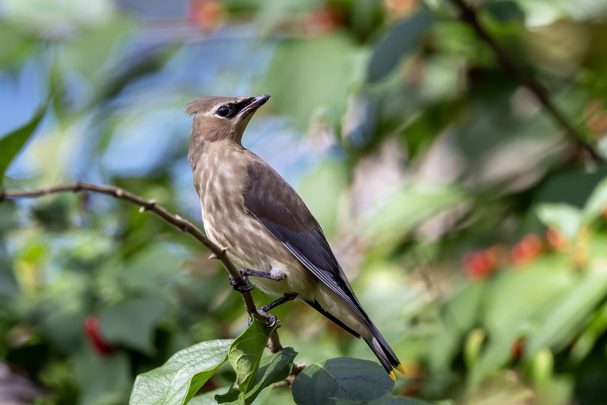 Cedar Waxwing - ML643048878