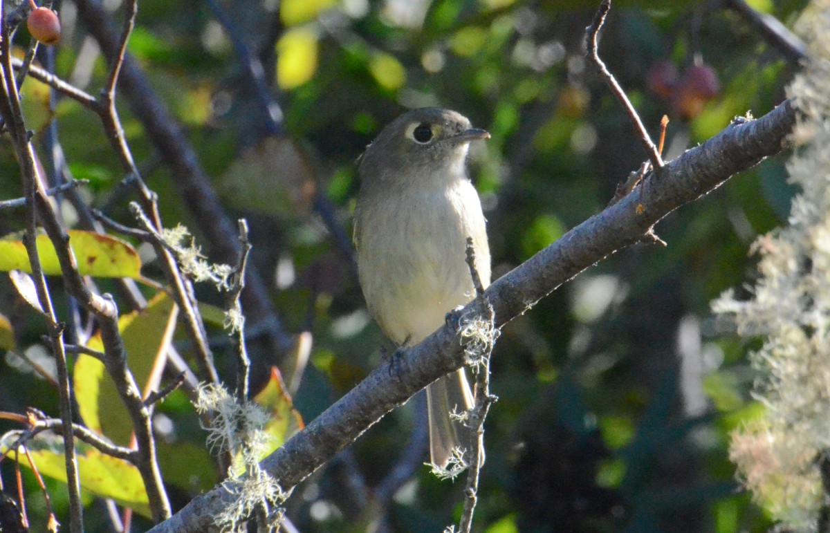 Hutton's Vireo - ML643048879