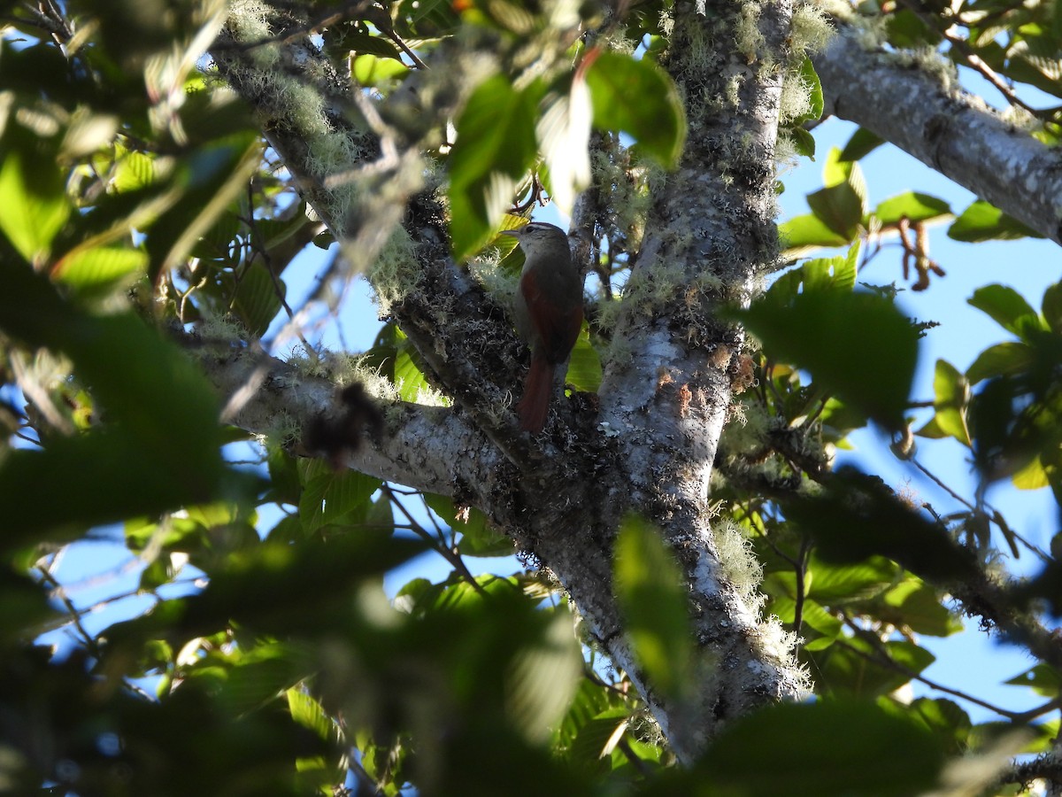 Line-cheeked Spinetail - ML643048886