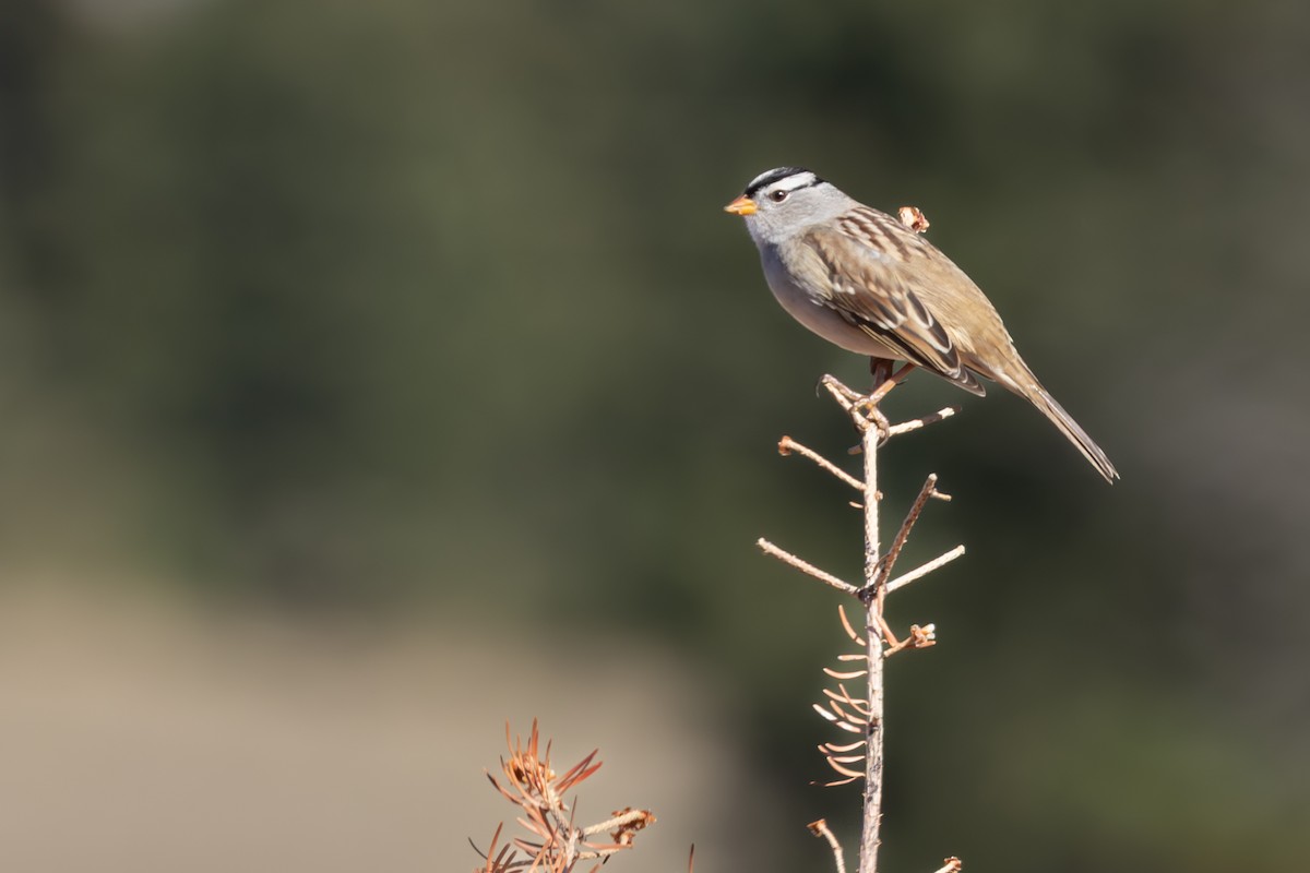 White-crowned Sparrow - ML643048887