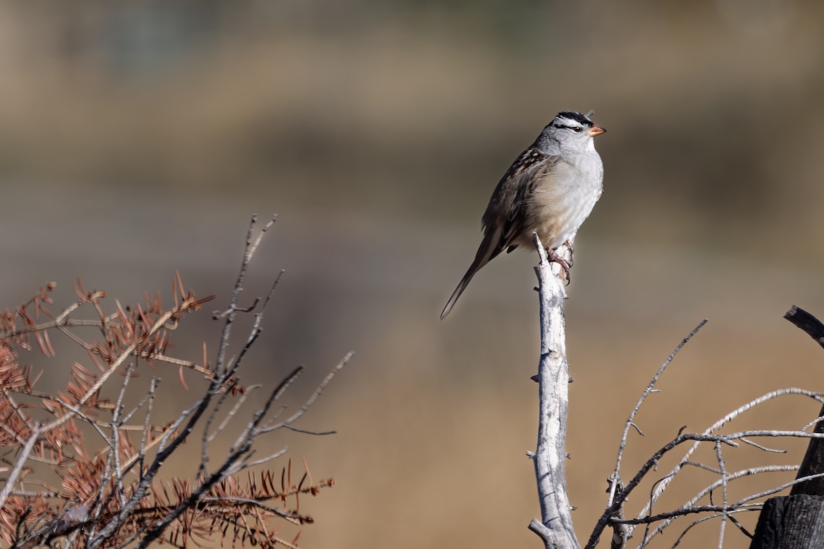 White-crowned Sparrow - ML643048888