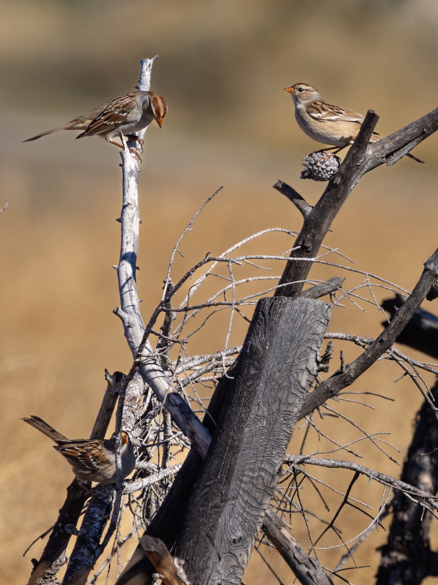 White-crowned Sparrow - ML643048889