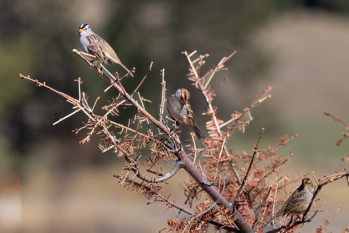 White-crowned Sparrow - ML643048890